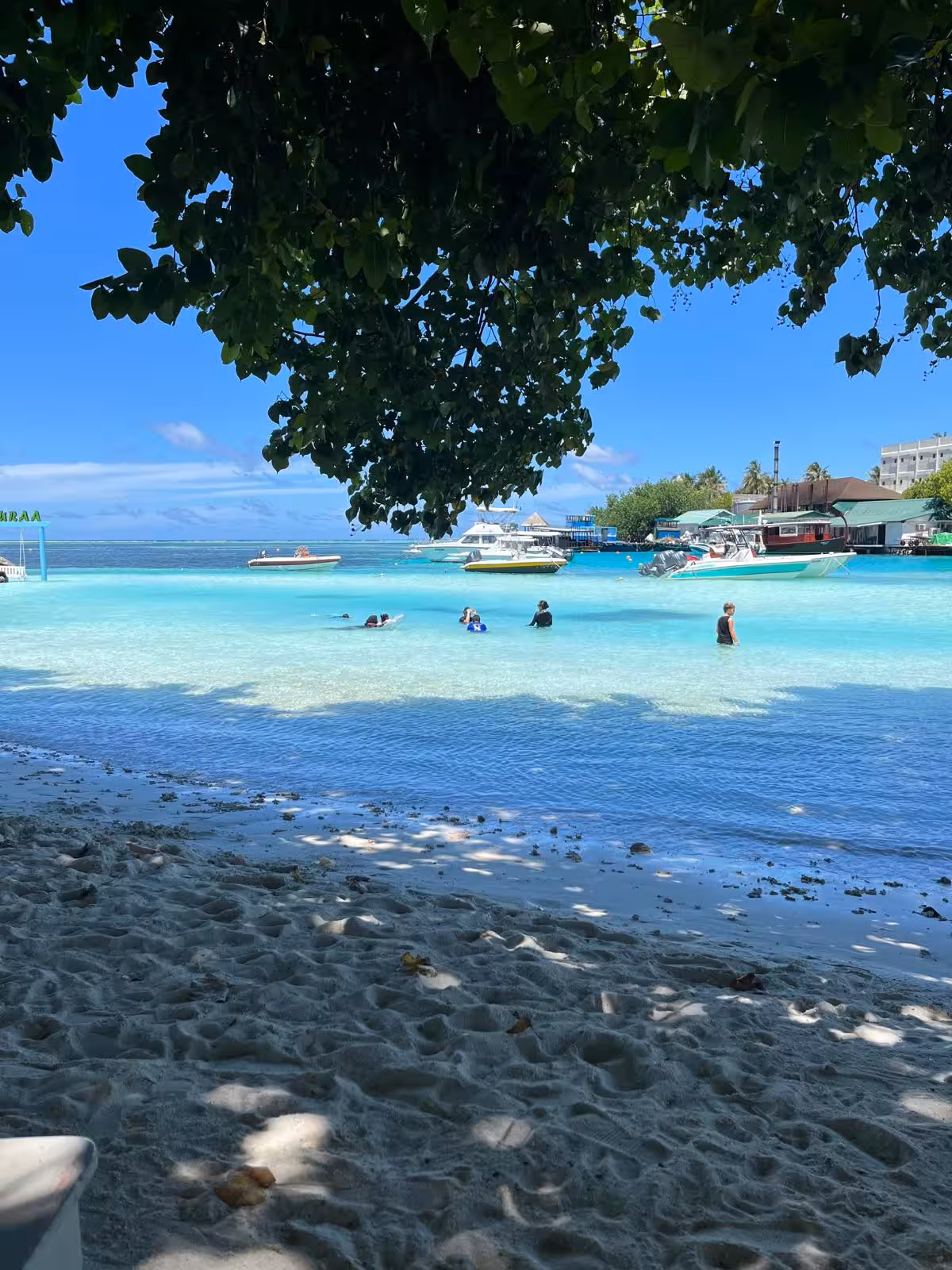 GOLDEN TURTLE - 3